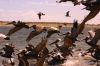 Pelicans taking flight,, Magdalena Bay