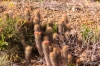 Cacti near Puerto Magdalena