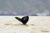Gray whale tail, Magdalena Bay