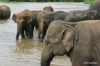 Elephants, Maha Oya River, Pinnawala Elephant Orphanage
