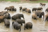 Elephants, Maha Oya River, Pinnawala Elephant Orphanage