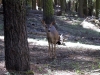Deer, Mariposa Grove, Yosemite National Park