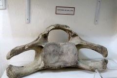 Whale vertebra, Maritime and Prison Museum, Ushuaia