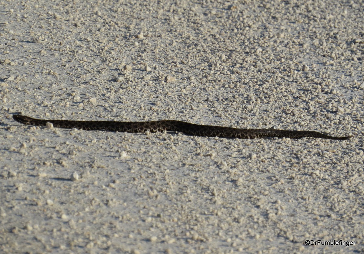 Merritt Island National Wildlife Refuge.  Snake