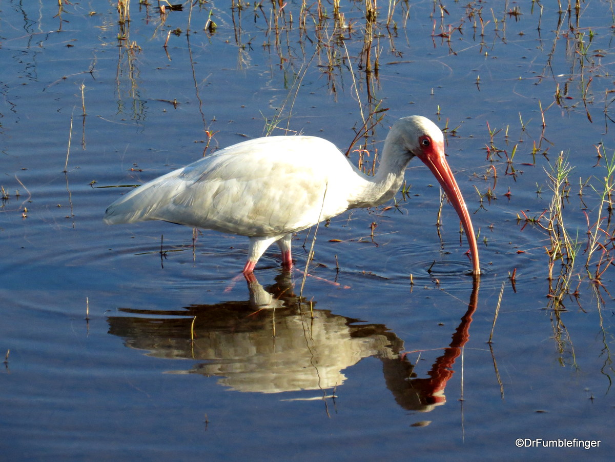Merritt Island National Wildlife Refuge.  White ibis