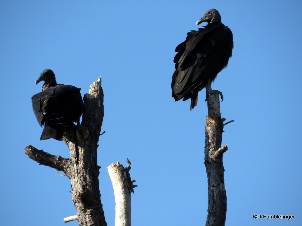 Merritt Island National Wildlife Refuge. Black Vulture