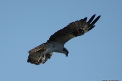 Merritt Island National Wildlife Refuge.  Osprey