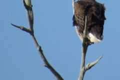 Merritt Island National Wildlife Refuge. Bald Eagle