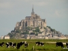 Cattle, pasture and Mont-St-Michel