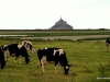 Cattle, pasture and Mont-St-Michel