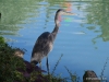Blue Heron, Botanical Garden