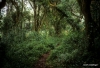 Trail through rainforest