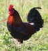 Torcello rooster