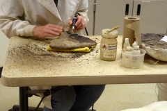 Specimen preparation lab, Museum of the Rockies, Bozeman