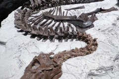 Dinosaur exhibits, Museum of the Rockies, Bozeman