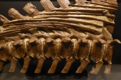 Ossifying tendons of a duckbilled dinosaur, Museum of the Rockies