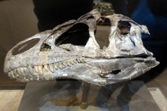 Dinosaur exhibits, Museum of the Rockies, Bozeman