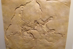 Early bird exhibit, Museum of the Rockies, Bozeman