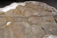 Fossilized nest of Lambosaurine eggs, Museum of the Rockies