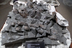 Dinosaur egg clutch, Museum of the Rockies