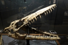 Mosasaurus,  Museum of the Rockies