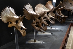 Triceratops exhibit,  Museum of the Rockies