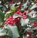Holly tree on Hermitage grounds