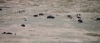 National Bison Refuge -- buffalo herd