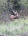 National Bison Refuge -- elk