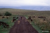 Wildebeest, Ngorongoro Crater.
