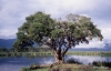 Tree at hippo pool, Ngorongoro Crater.