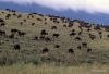 Buffalo herd, Ngorongoro Crater