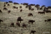 Buffalo herd, Ngorongoro Crater