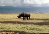Black rhino, Ngorongoro Crater