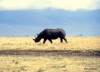 Black rhino, Ngorongoro Crater