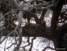 Leopard in huge tree, Ngorongoro Crater.