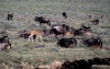 Wildebeest and calves, Ngorongoro Crater.