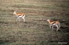 Thompson gazelles, Ngorongoro Crater