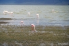 Flamingos, Ngorongoro Crater