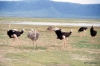 Ostriches, Ngorongoro Crater