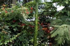 Niagara Parks Floral Showcase.  Titum Arum