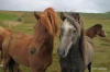 Icelandic horses in Husavik