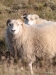 Sheep, North Iceland
