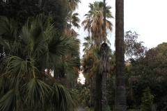Orto Botanico, Palermo