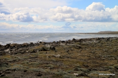 Trail around the Otway Penguin Colony