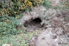 Penguin nesting holes, Otway Penguin Colony