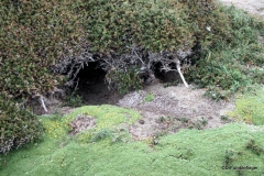 Penguin nesting holes, Otway Penguin Colony