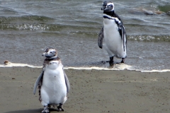 Otway Penguin Colony