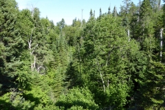 Forest around Ouimet Canyon