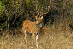 Spotted deer, Panna Tiger Reserve